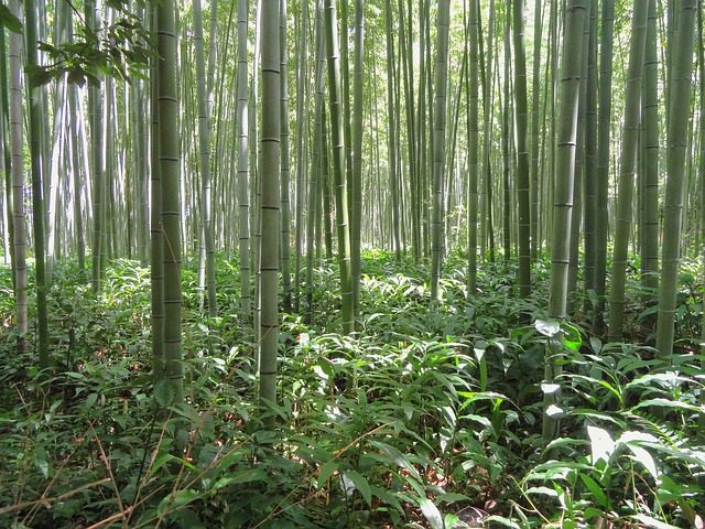 helecho-y-bambu